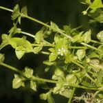 Stellaria ovata Кветка