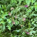 Teucrium hircanicum Habit