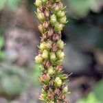 Veronica bachofenii Fruto