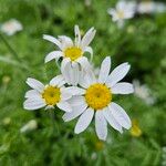 Anthemis cotula Цвят