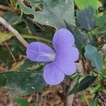 Barleria ventricosa 花