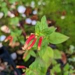 Cuphea cyanea Flower