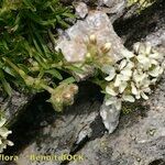 Saponaria lutea Συνήθη χαρακτηριστικά