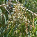 Eucalyptus viminalis Flor