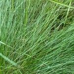 Festuca heterophylla برگ