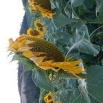 Helianthus annuusFlors