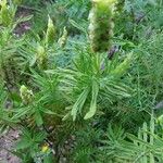 Lavandula viridisFlower