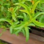 Tagetes lucida Leaf