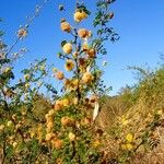 Vachellia farnesianaFiore