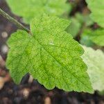 Tiarella cordifolia Deilen