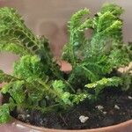 Selaginella stenophylla Лист