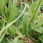 Salvia × sylvestris List