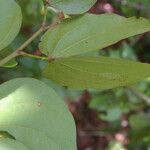 Schnella guianensis Leaf