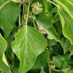 Hedera colchicaHostoa