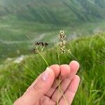 Luzula alpinopilosa Flor