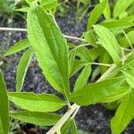 Rudbeckia subtomentosa Frunză