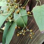 Paederia foetida Gyümölcs