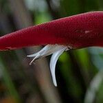 Heliconia pendula Flower