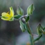 Helianthemum salicifolium Virág