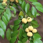 Drypetes gerrardii Fruit