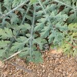 Parthenium hysterophorus Leaf