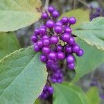 Callicarpa bodinieriПлод