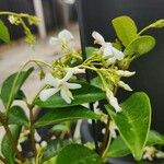Trachelospermum asiaticum Flor