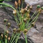 Nothoscordum gracile 果実