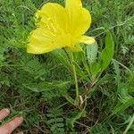 Oenothera triloba Hábito