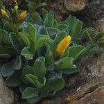 Linum arboreum Συνήθη χαρακτηριστικά