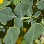 Coronilla coronata Liść