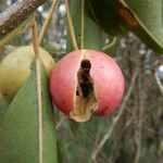 Capparis quiniflora Fruit