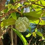 Annona squamosa 果實