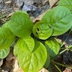 Pyrola elliptica পাতা