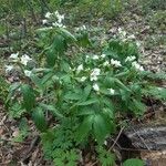 Cardamine waldsteinii Flor