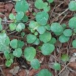 Fuchsia procumbens List