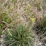 Plantago maritima عادت داشتن