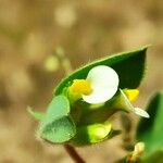 Tripodion tetraphyllum Blomst