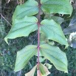 Coriaria ruscifolia Folha