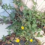 Sonchus oleraceus Характер