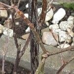 Rhododendron luteum Bark