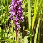 Dactylorhiza sudetica