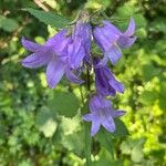 Campanula trachelium花