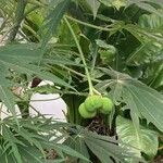 Jatropha multifida Vrucht