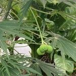 Jatropha multifida Fruit