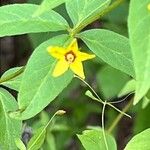 Lysimachia quadrifolia 花