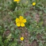 Potentilla argenteaFleur