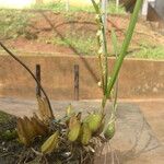 Bulbophyllum calyptratum Pokrój