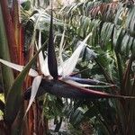 Strelitzia nicolai Λουλούδι