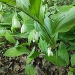 Polygonatum latifolium फूल